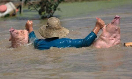 南方水灾死亡畜禽调查：8万“洪水猪”去哪儿了？