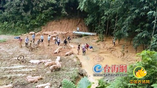 漳州华安一养猪场发生山体滑坡 600头生猪遭殃