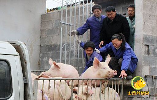 进口猪肉大增是否压缩了散养户生存空间?