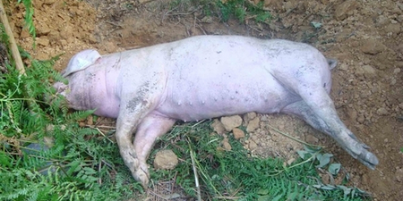 防讯关头村支书不先救人却救猪 令人费解!