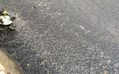 不能忍!猪场粪水漆黑如墨,直接排入江中遭举报