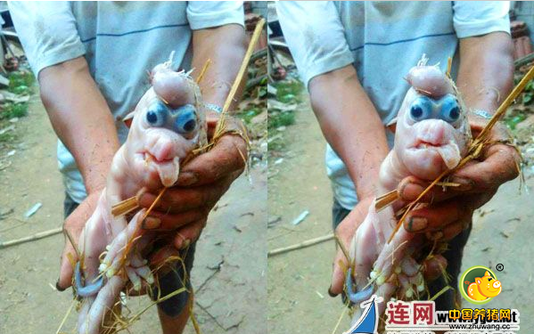 惊呆！赣榆一农家母猪生下怪胎 小猪长了“象鼻子”和“鸡冠”