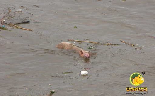 无奈！快要出栏的110头生猪却被雨水冲走……