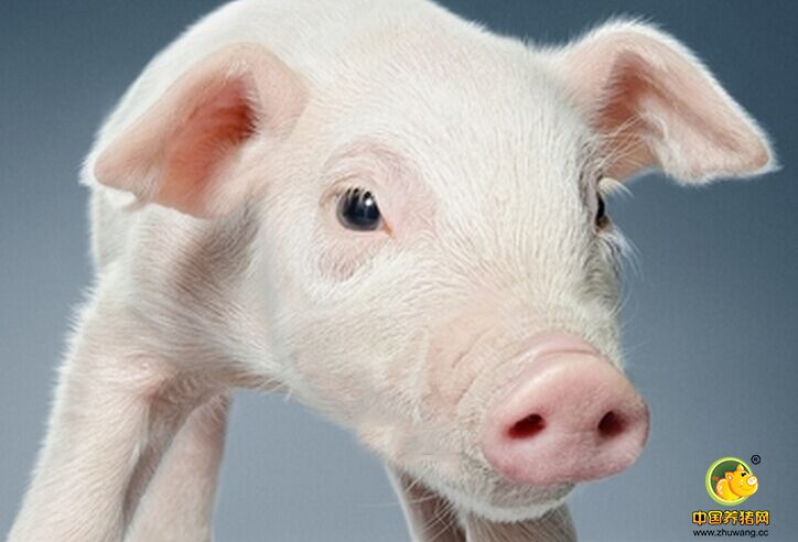 猪风湿病的治疗