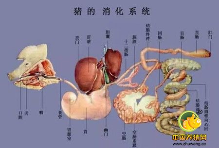 猪消化系统疾病最有效的治疗方案