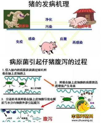 猪消化系统疾病最有效的治疗方案