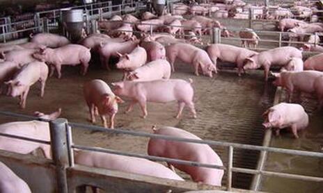 仔猪流行性下痢爆发该怎么做早期预防！
