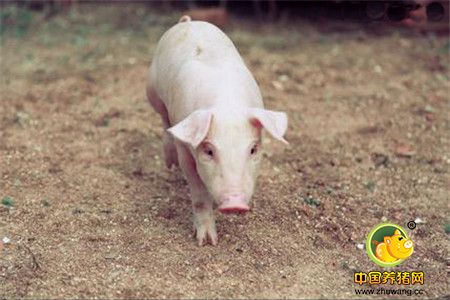 养猪四个关键“三天”你知道吗？