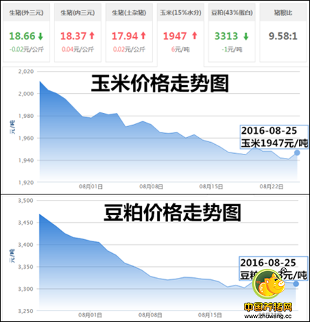 8月25日猪评：三伏结束一周后开学 市场利好再现猪价将涨