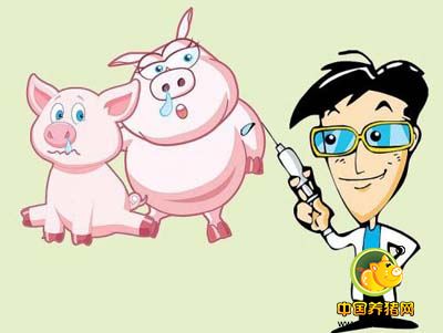 你以为猪场免疫很简单，其实背后的学问大着呢