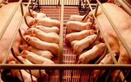 猪舶葵花宝典”，让你轻松诊断猪病！