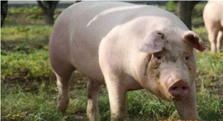 赶走“外来病”，猪猪好健康！