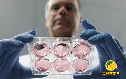 “人造肉”5年后可大规模上市了，你敢吃吗？