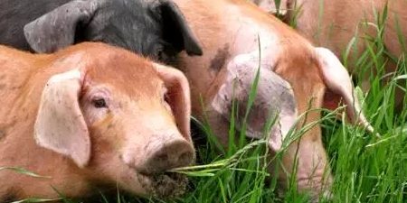 面对进口猪肉的冲击,如何提振猪价很重要