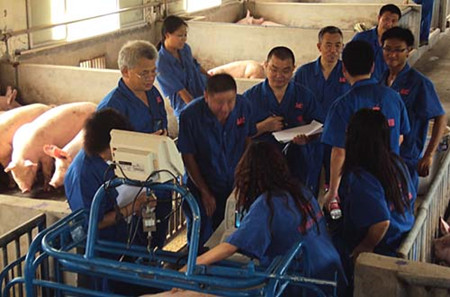 此举,或将迎来中国生猪育种领域大地震?!