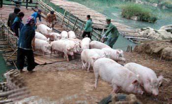 云南文山边防查获涉嫌走私越南活体猪18头