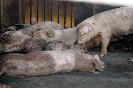 宾县一养猪场凌晨起火烧死600头“二师兄”