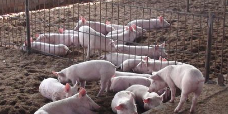 养猪人的痛，越南走私猪为什么屡禁不止……