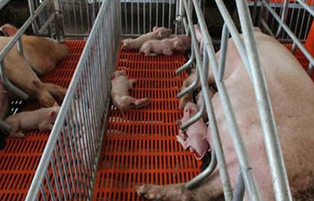 “二胎母猪综合证”的发病原因及预防措施！