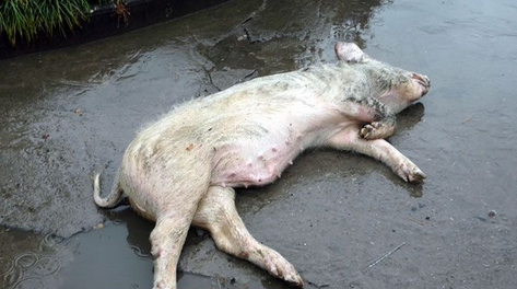 损失惨重！这8个省6月以来因灾死亡生猪60万头