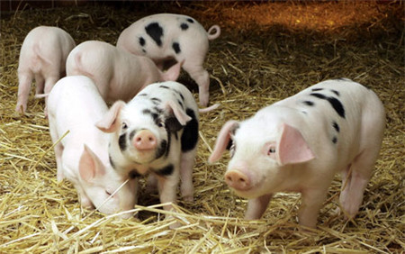 早期检测致病性的负载检测是非常重要和有用的工具！