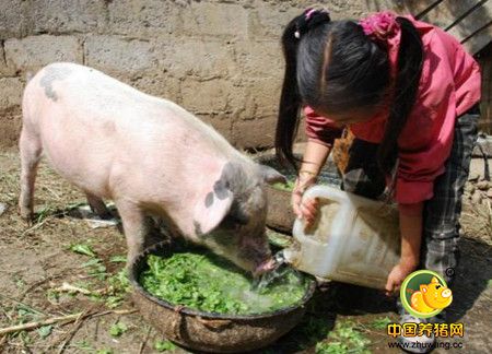 大豆叶喂猪,饲料成本降低25%的秘密!