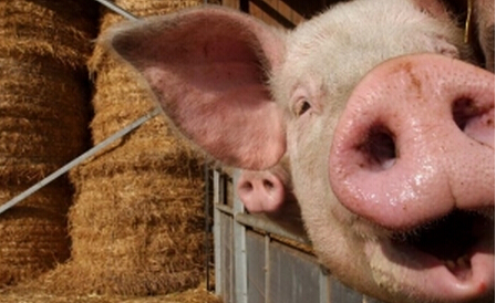 一头猪能赚近千元 温氏股份半年赚了72亿