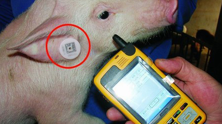 猪也有了身份证!养殖场生猪持“身份证” 养殖过程全透明