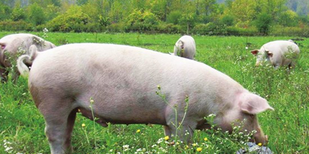 农业部左玲玲:十三五期间畜牧业规划如下