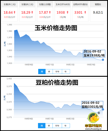 9月2日猪评：高位猪价九月继续走高 屠企该如何接招？