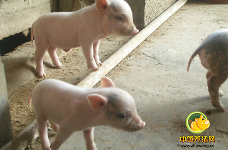 养猪场弱仔问题，往往是疫病的爆发点