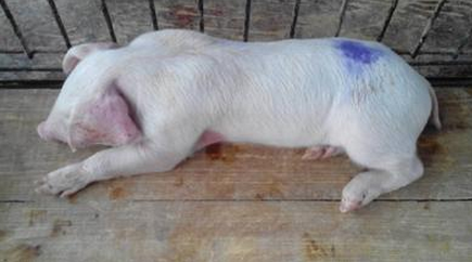 现代临床兽医病毒感染控制原则