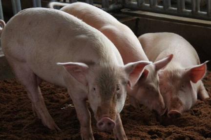 收猪听闻涨价 乐安一猪贩见猪场无人竟盗走两头大肥猪