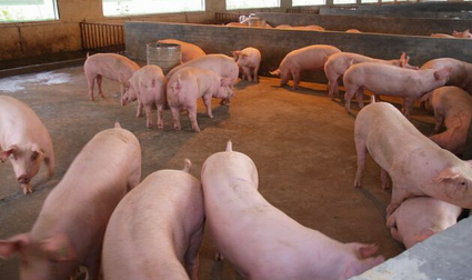 自繁自养方式养猪也是有缺点的，您注意到了吗？