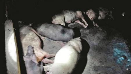 惊雷击中猪圈 8头猪瞬间毙命