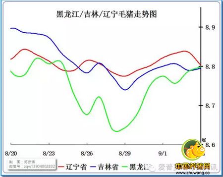周末的变局，是否是屠宰场压价存货的前奏？