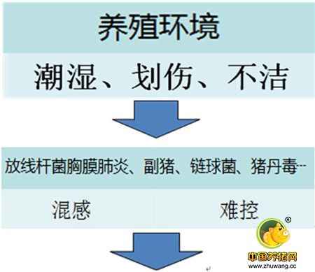 乳猪管理的核心要点