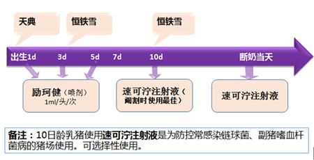 乳猪管理的核心要点