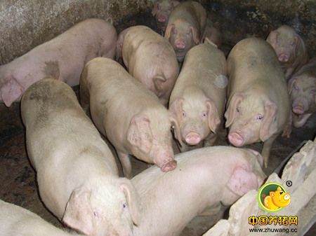 山西：适度规模建1000个家庭牧场 年出栏商品猪500万头…