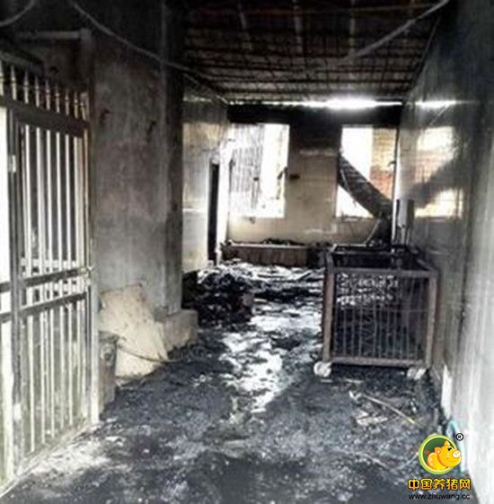 海口一屠宰场夜间发生火灾 少量二师兄变烤猪