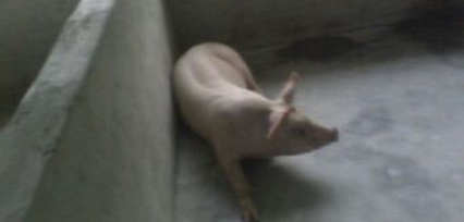 母猪难产小猪憋死