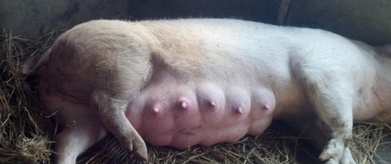 母猪生产的护理