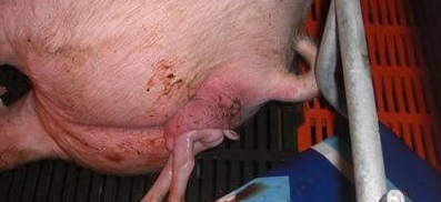 母猪生产的注意事项