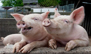 三种仔猪腹泻的原因与解决方法