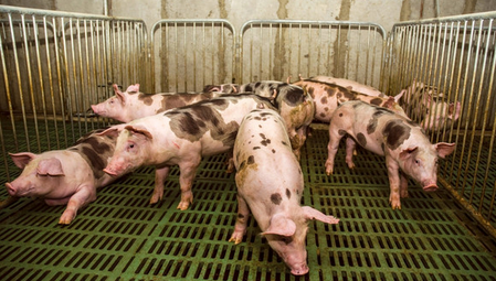 如何通过解剖初步诊断猪病？