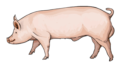 猪胃溃疡的防治措施