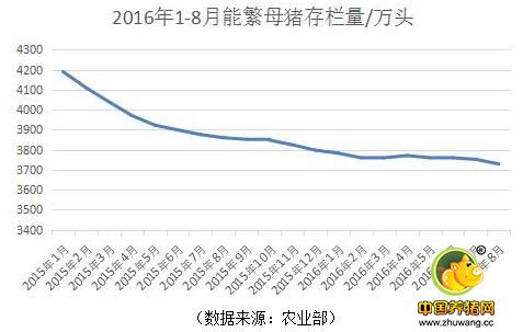 纳尼!养猪进入“后周期”时代 能繁母猪存栏量仍在减少?
