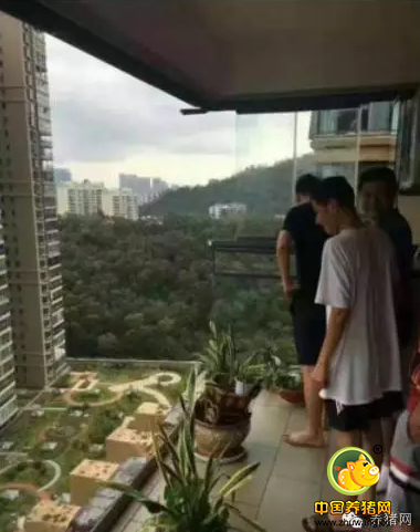 超强台风闹猪场！节后猪价怎么走？