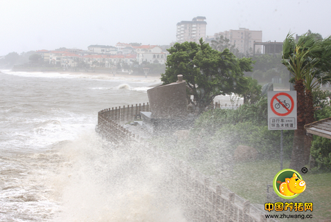 惨!台风摧残后的厦门,畜牧业损失竟高达9个亿!