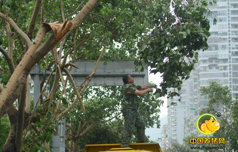 惨!台风摧残后的厦门,畜牧业损失竟高达9个亿!